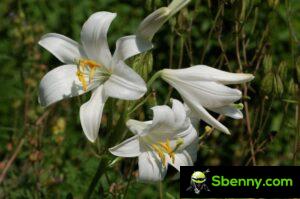 白百合 (Lilium candidum)。 特性、栽培和特性