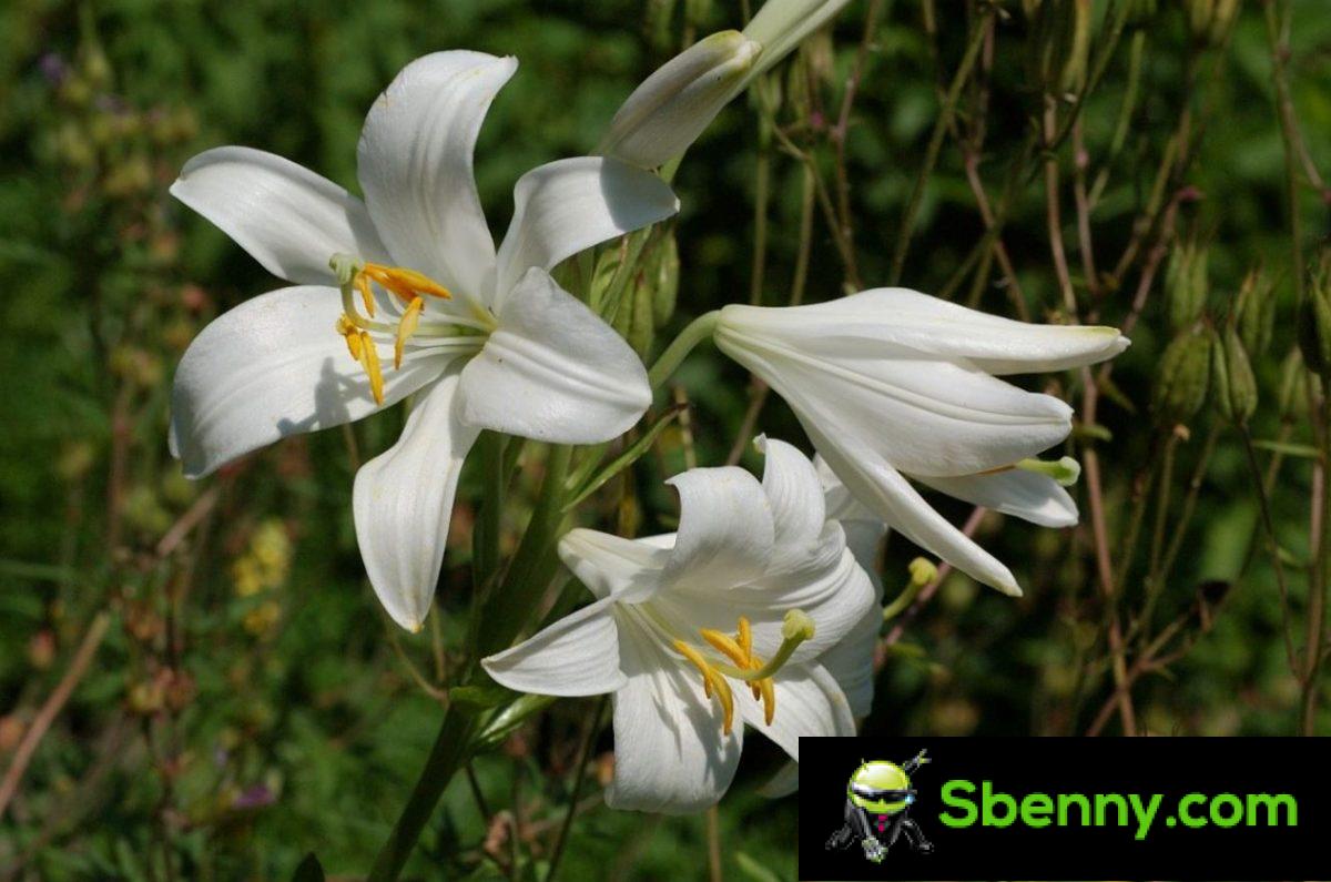 Lys blanc (Lilium candidum). Caractéristiques, culture et propriétés