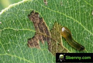 Limacina von Birne und Kirsche (Caliroa limacina). Schaden und biologische Abwehr