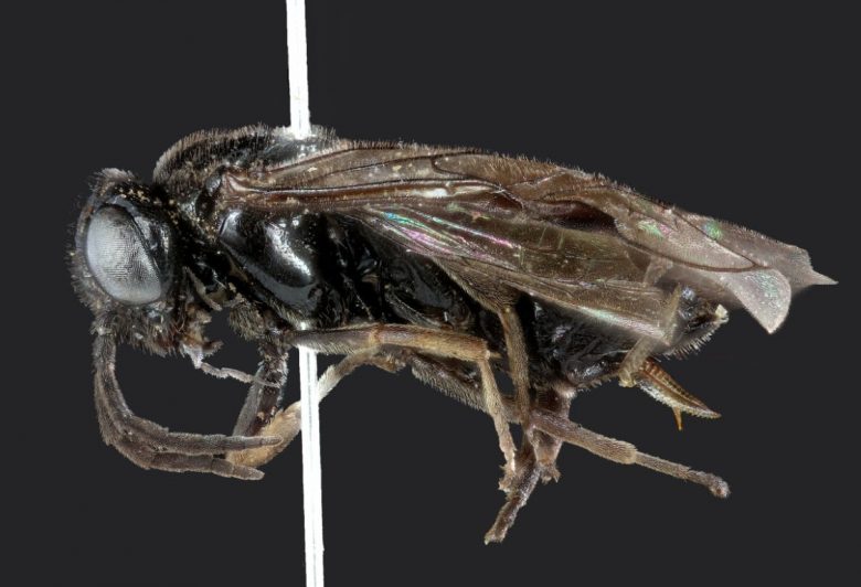 взрослая муха caliroa limacina