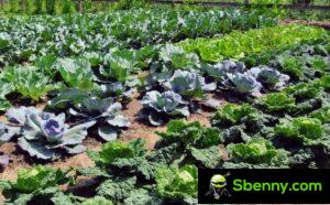 How to plant cabbage in a vegetable garden