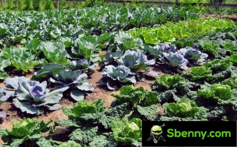 How to plant cabbage in a vegetable garden