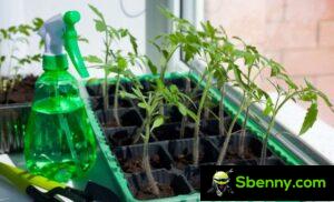 Why do seedlings in the seedbed get too long?