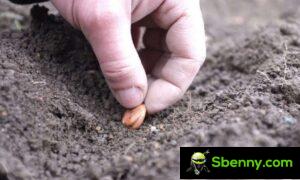 Que semer en janvier au jardin ou en pépinière