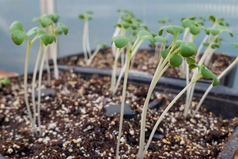 seedlings-in-seedbed-filano