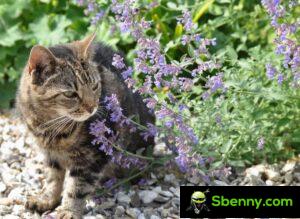 Catnip (Nepeta cataria).  Cultivation, properties and effects on cats