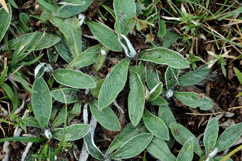 hojas de pilosella