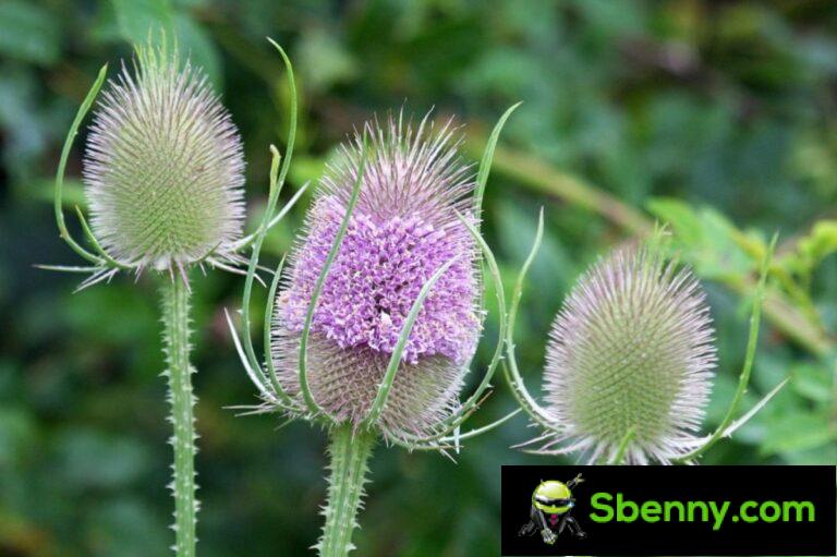 Woolen thistle (Dipsacus fullonum).  Botany, beneficial properties and uses
