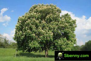 七叶树 (Aesculus hippocastanum)。 栽培、性质和用途
