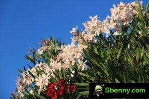 Oleander (Neriumoleander). Kultivierungs- und Toxizitätsrisiken