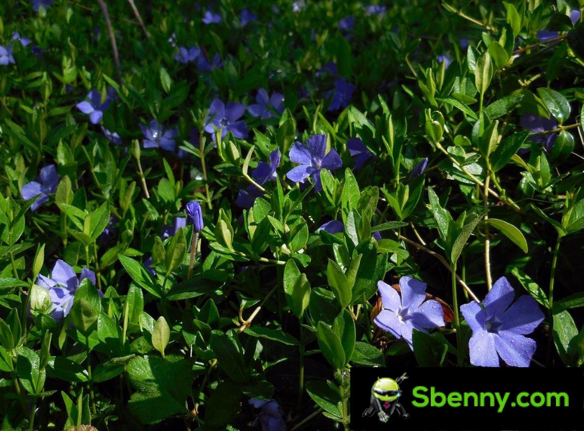 Periwinkle (Vinca minor).  Botany, garden cultivation and properties