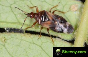 Anthocoris nemoralis.  A useful predator in the orchard and vegetable garden