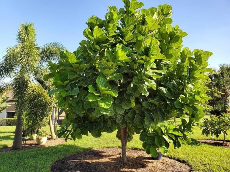 Ficus yrata im Garten
