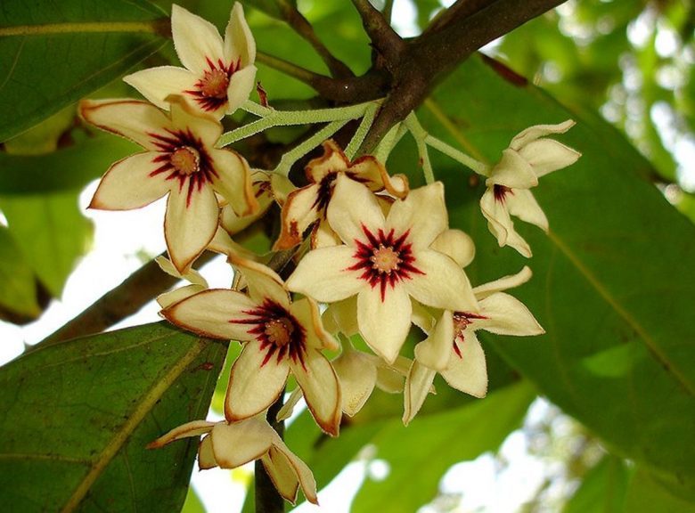 Flores da árvore de cola