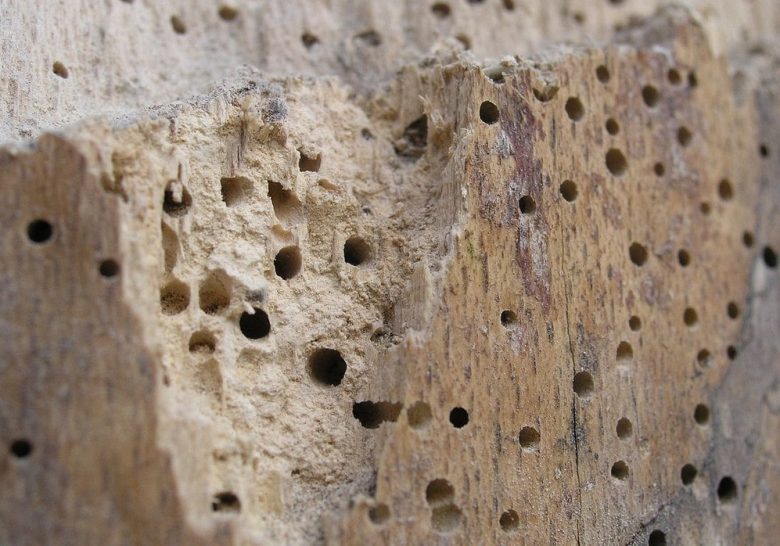 Woodworm holes in the wood