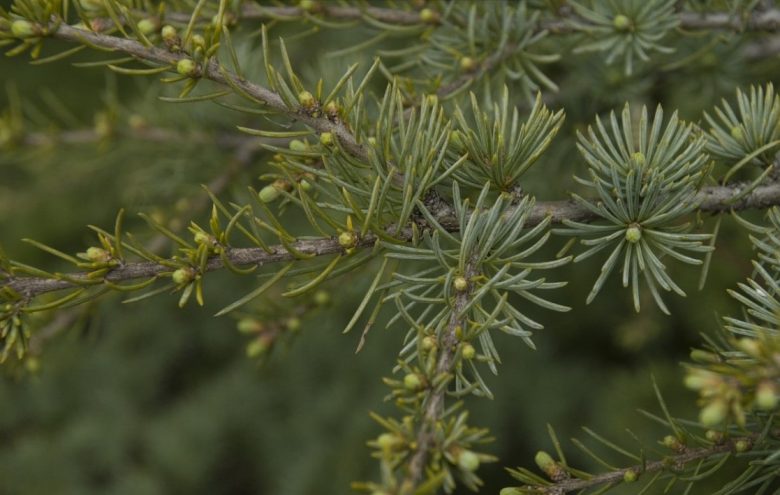Female flowers of atlas cedar