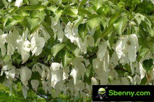 Handkerchief tree (Davidia involucrata).  Characteristics and cultivation