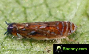 Comment se débarrasser de la cicadelle de la vigne (Scaphoideus titanus)