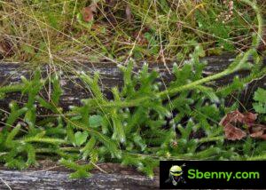 石松（Lycopodium clavatum）。 特性、性能和用途