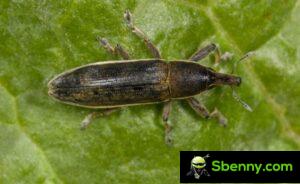 Chard weevil or lisso.  The different species, damage and biological defense