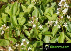 Trébol de fibrina (Menyanthes trifoliata). Botánica, propiedades y usos medicinales