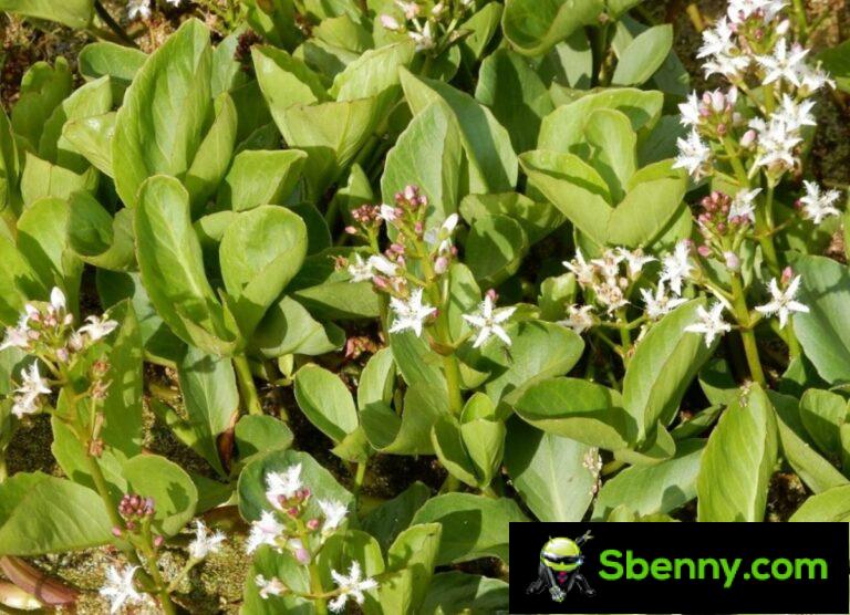 Fibrin clover (Menyanthes trifoliata).  Botany, properties and medicinal uses