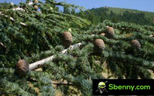 Atlas cedar (Cedrus atlantica).  Cultivation and uses