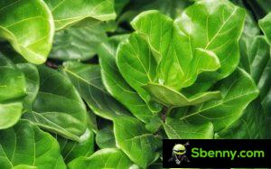 Ficus lyrata, veja como cultivar a planta de folha de violino em casa