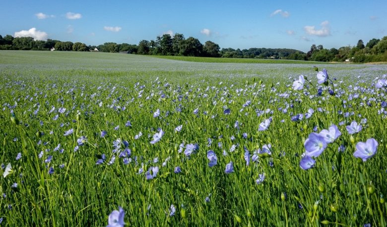 Flax field (Linum usitatissimum)