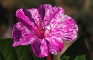 Fleur panachée