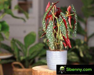 Begonia maculata. Züchte die Pflanze mit gepunkteten Blättern drinnen