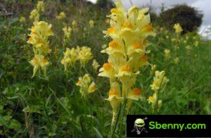 Линайола (Linaria vulgaris). Ботанические характеристики, свойства и использование