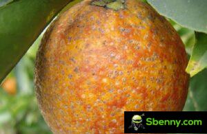 Sterke rode citrus cochenille (Aonidiella aurantii)