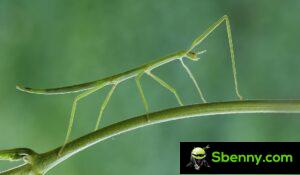 Stick insect.  How to recognize it and raise it in a terrarium
