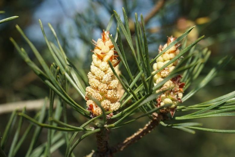 Male flowers of Scots pine