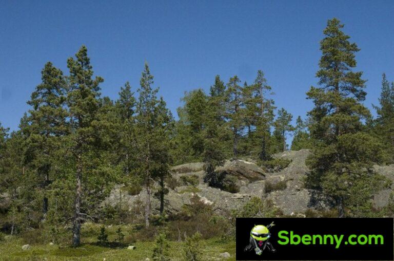Erdei fenyő (Pinus sylvestris). Botanika, tulajdonságai és felhasználása