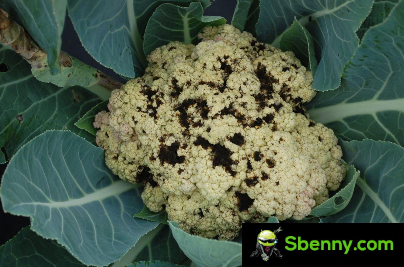 Black spots on the cauliflower