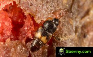 Suszony chrząszcz owocowy (Carpophilus hemipterus)