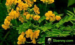 The senna plant, characteristics and use as a plant laxative