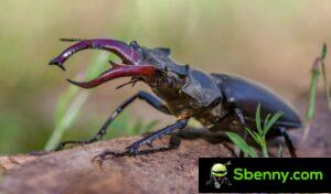Stag (Lucanus cervus).  A beetle to protect