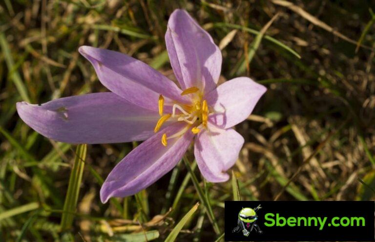 Colchicus (Colchicum autumnale).  The poisonous false saffron