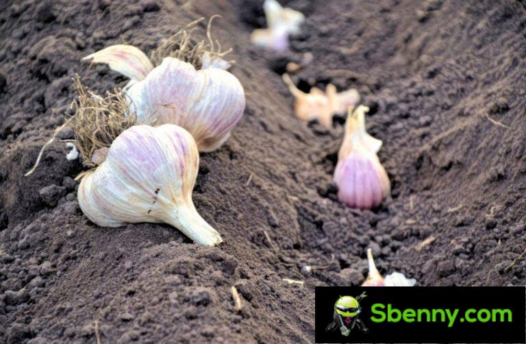How to plant garlic in the garden and in pots