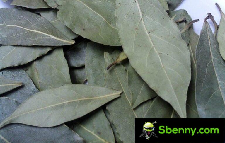 The properties of laurel and its use
