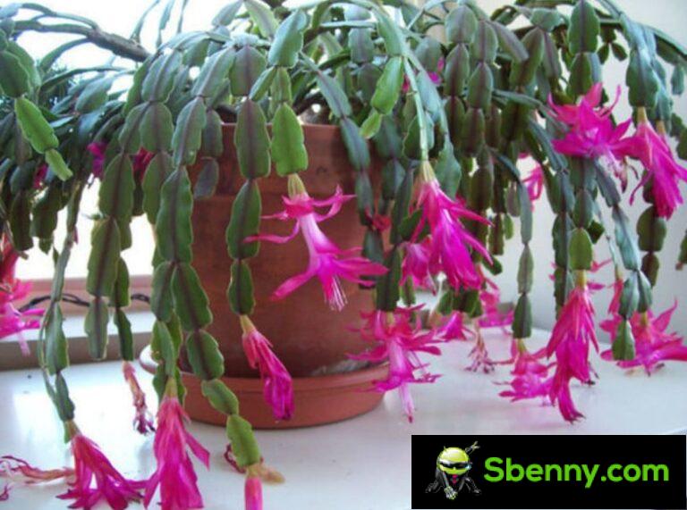 How to grow the Christmas cactus (Schlumbergera truncata)