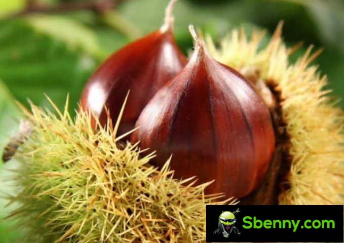 The nutritional properties of chestnuts