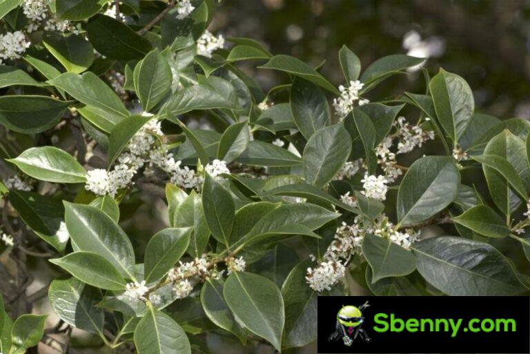 Sweet osmanthus (Osmanthus fragans).  Cultivation in the garden