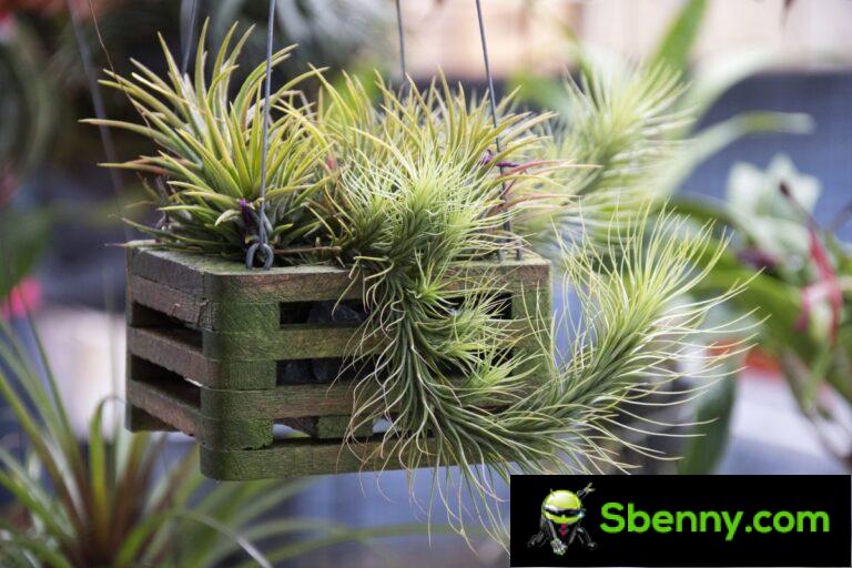 Tillandsia, here’s how to best take care of it