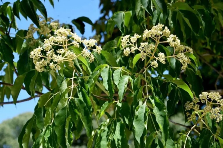 The honey tree (Evodia Tetradium daniellii): here’s how to grow it