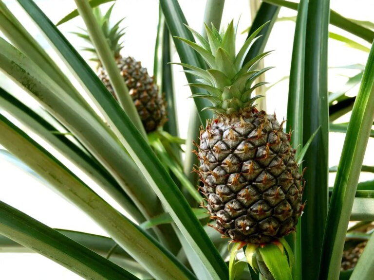 How to grow a pineapple plant in a pot