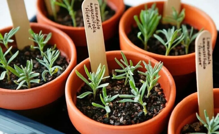How and when to take a lavender cutting